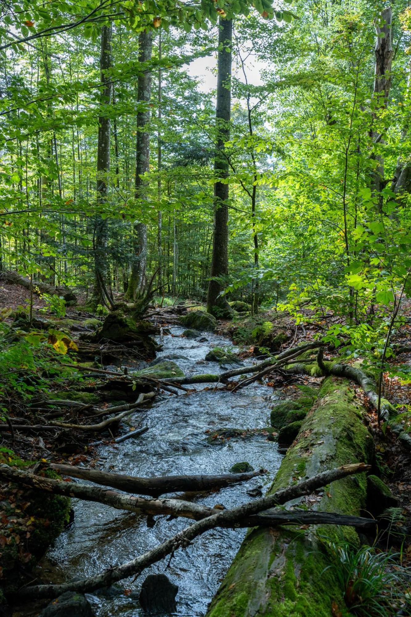 Grosser Arber, Wandern & Sauna, Gemuetliches Apartment Im Nationalpark Bayerischen Wald Lindberg Luaran gambar