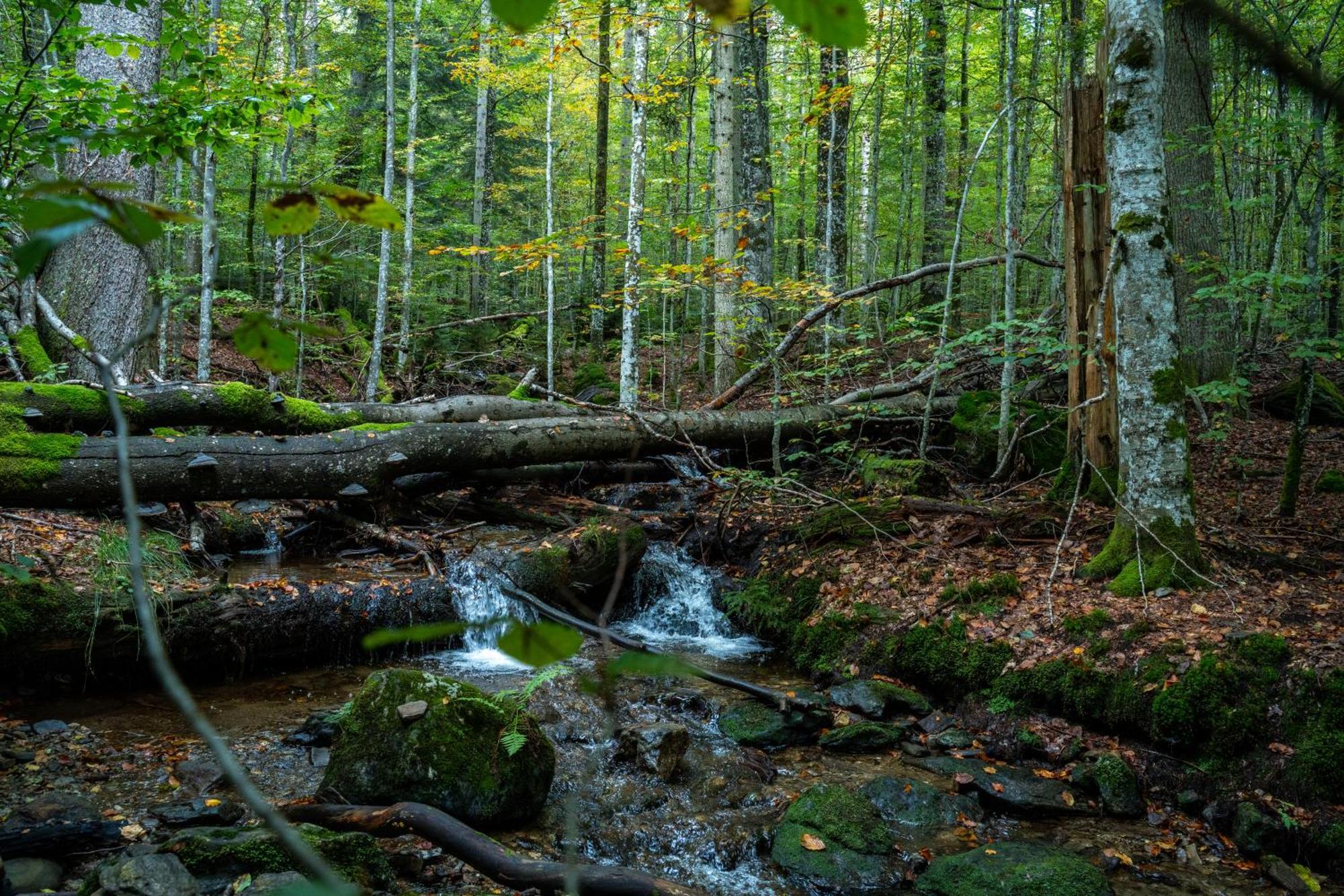Grosser Arber, Wandern & Sauna, Gemuetliches Apartment Im Nationalpark Bayerischen Wald Lindberg Luaran gambar